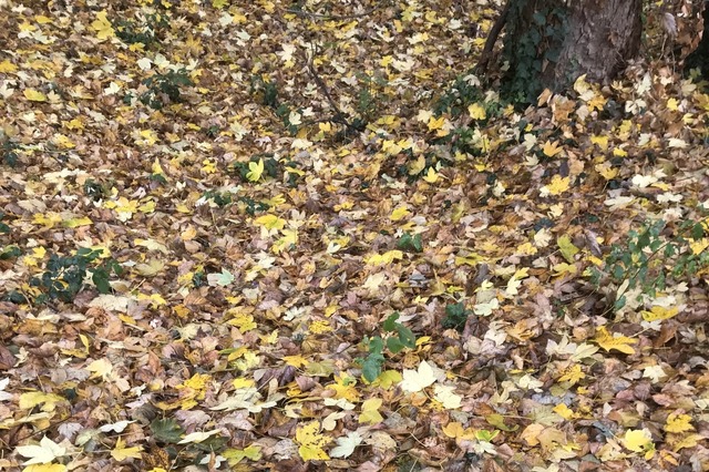 In diesen Tagen fllt das Laub in gro...und kann zum Sicherheitsrisiko werden.  | Foto: Ulrich senf