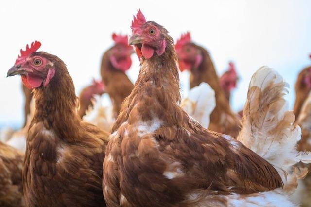 Basel-Landschaft erklrt Vogelgrippe-Beobachtungsgebiet entlang des Rheins