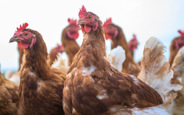 Der Kanton Basel-Landschaft gehrt ab ...bachtungsgebiet wegen der Vogelgrippe.  | Foto: Klaus-Dietmar Gabbert (dpa)