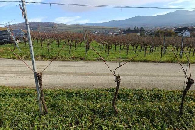 Winzer in Ehrenkirchen nutzen den Winter fr die nchste Ernte