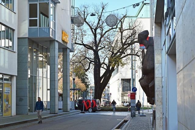 Fllaktion am Rotteckring in Freiburg – wie der Hallimasch eine 125 Jahre alte Linde killte