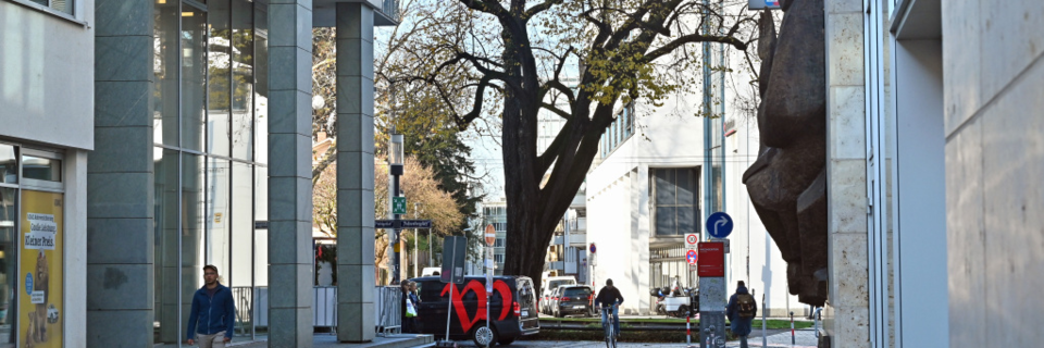 Aggressiver Pilz zerstrt eine 125 Jahre alte Linde am Rotteckring in Freiburg