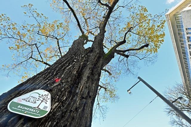 Die alte Linde am Rotteckring wird fehlen