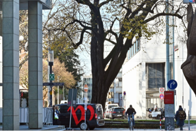 Aggressiver Pilz zerstrt eine 125 Jahre alte Linde am Rotteckring