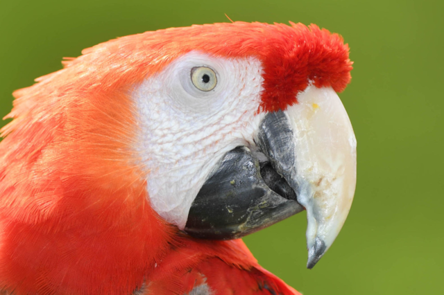 Freiburger Feuerwehr befreit Papagei aus brennender Wohnung