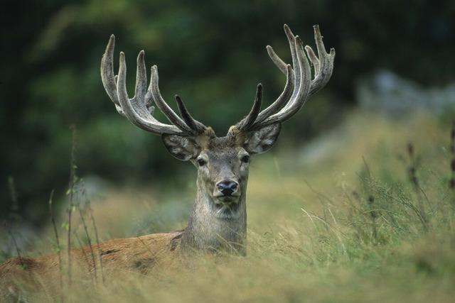 Rothirsche im Schwarzwald: 