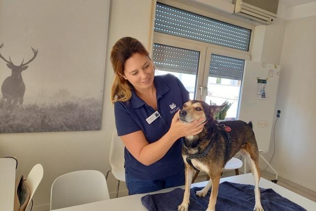 Erste-Hilfe-Kurs fr Hundehalter in Lrrach: Wenn der Hund in Not ist