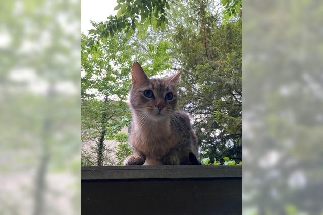 Hinterzarten stimmt im zweiten Anlauf fr Katzenschutzverordnung