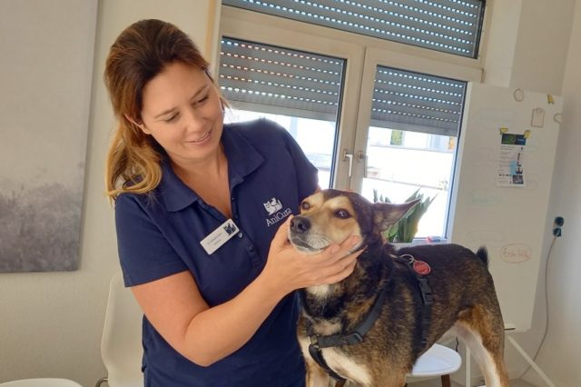 Erste-Hilfe-Kurs fr Hundehalter in Lrrach: Wenn die Fellnase in Not ist