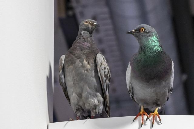 Basel sucht nach einer Lsung fr das Taubenproblem in der Stadt