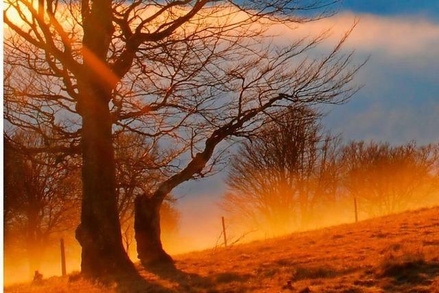 Mit BZ-Card-Rabatt: Weihnachts-Abo von 