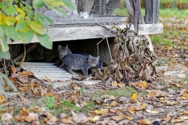 Die Stadt Endingen erlsst eine Katzenschutzverordnung