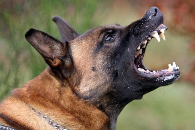 Schferhund beit Fnfjhrige auf Spielplatz in Rheinfelden