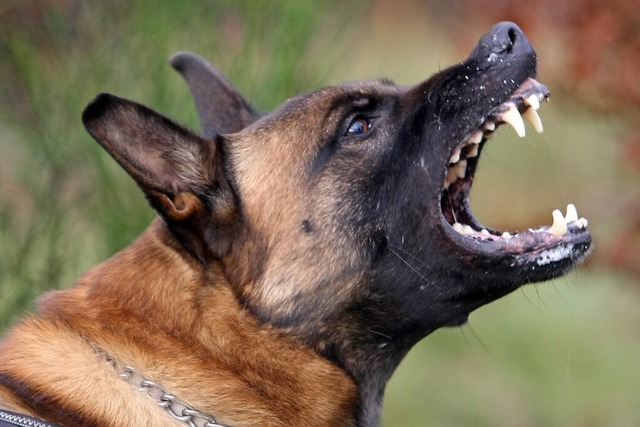 Ein Schferhund hat in Rheinfelden eine Fnfjhrige gebissen.  | Foto: A3461 Thomas Frey