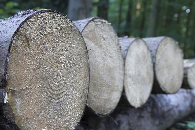 Brennholz aus dem Kippenheimer Gemeindewald wird knftig nur noch versteigert