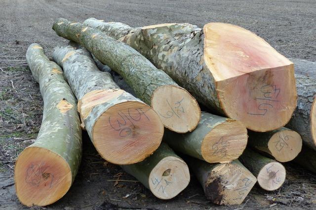 Deswegen fllt das Minus im Breisacher Stadtwald grer aus als sonst