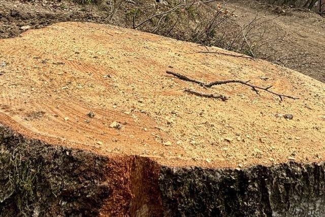 Pilzbefall zwingt Rheinfelden zu umfangreichen Baumfllungen