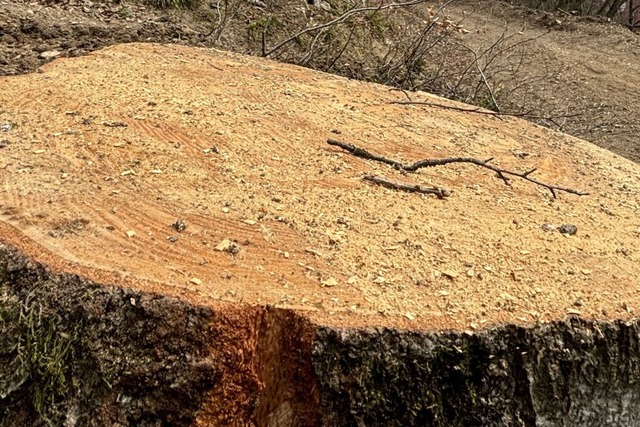 Wegen Pilzbefall sind in Rheinfelden umfangreiche Baumfllungen ntig.  | Foto: Frank Schoch