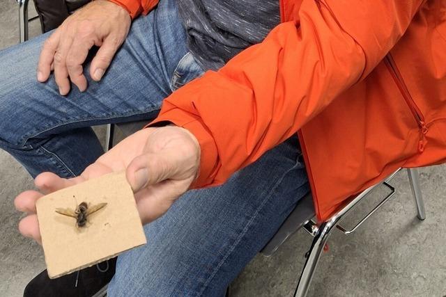 Im Ortschaftsrat Wiechs werden Manahmen gegen die Ausbreitung der Asiatischen Hornisse diskutiert