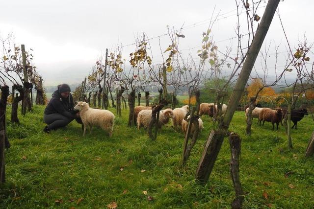 Der "Schfliwyy" aus Bettingen wird trinational hergestellt