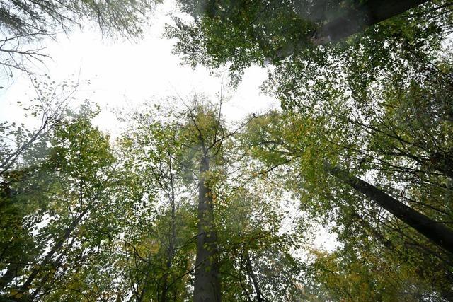 Atempause fr Baden-Wrttembergs Wlder