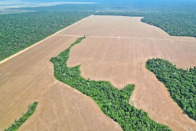 Im Amazonas-Regenwald nahe der brasili... die fr Sojaanbau gerodet worden ist.  | Foto: Larissa Schwedes (dpa)