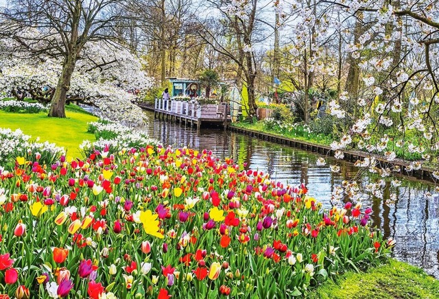 Bltenmeer im Keukenhof &#8211; ein Fa...usenden Tulpen entlang stiller Kanle.  | Foto:  HafsaHamza/Shutterstock.com