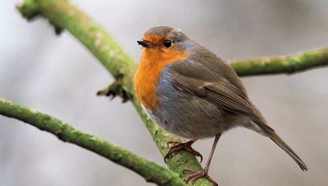 Auf Nahrungssuche: Vgel wie das Rotke...er auf, um sich vor Klte zu schtzen.  | Foto: Julian Stratenschulte/dpa