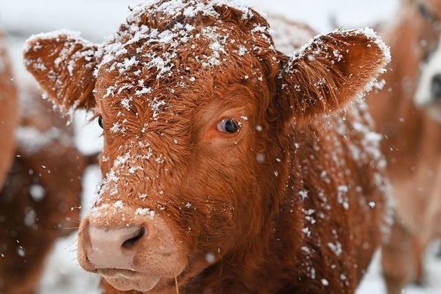 Fotos: Das sind die schnsten Schneefotos unserer Leserinnen und Leser