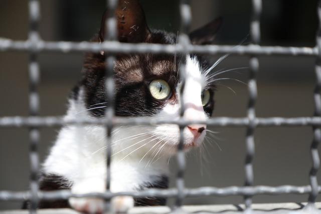 Bei der Finanzierung des Lahrer Tierheims wurde ein Kompromiss mit den Kommunen gefunden