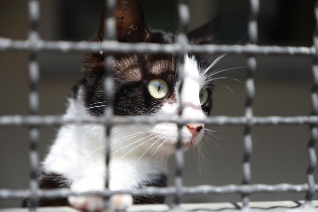 Fr die Finanzierung des Lahrer Tierheims wurde ein Kompromiss gefunden.  | Foto: Christoph Breithaupt 