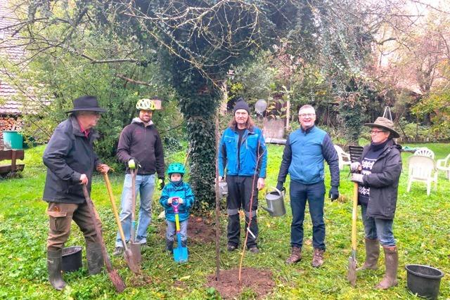 Grenzach-Wyhlener Bfbs wollen aus Internet-Challenge eine Baumwette mit der Gemeinde machen