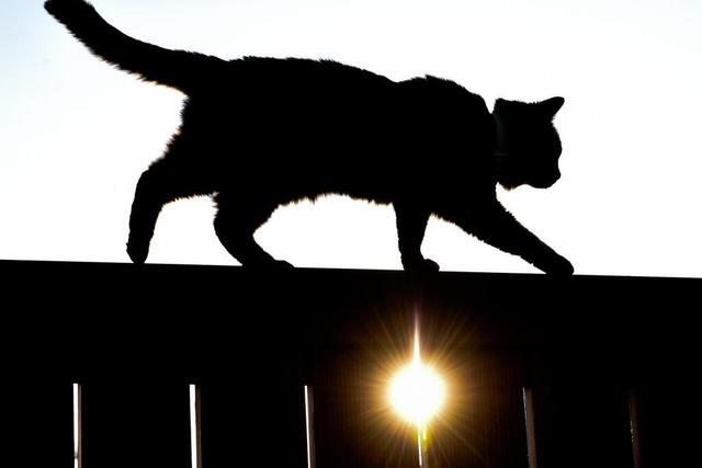 Anwohnerin findet erstickte Katze in Friedlingen