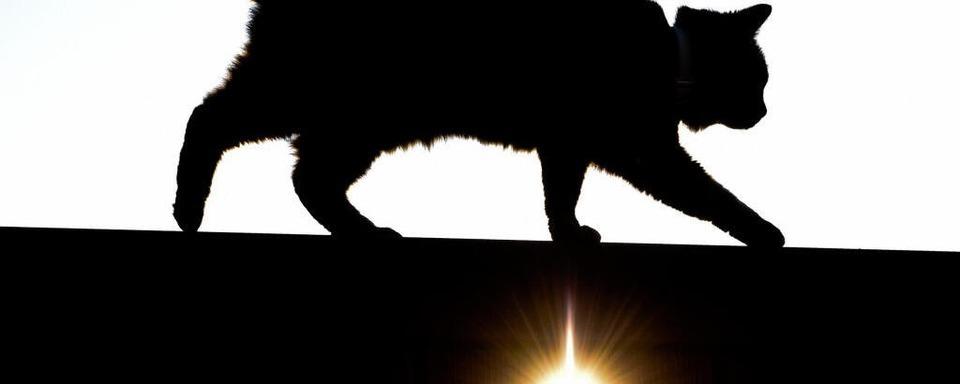 Anwohnerin findet erstickte Katze in Friedlingen