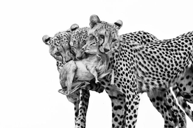 "Wildlife Photographer of the Year": Die Kraft der Naturbilder ist in Basel zu sehen