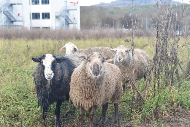 Warum sich die Firma SMP in Btzingen Schafe aus der March leiht