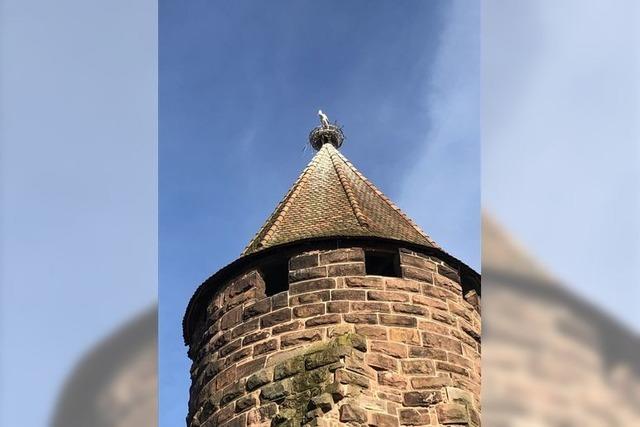 Das Storchennest  auf dem   Lahrer  Storchenturm wird gesubert