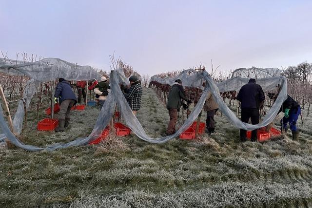 Krnung des Jahrgangs: Winzer in Rammersweier ernten Eiswein bei minus sieben Grad