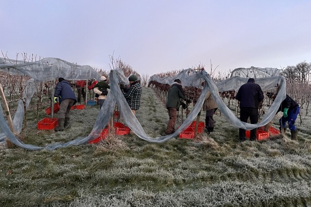 Am frhen Morgen ging es los: Bei minu...2021 in Rammersweier zu Ende gebracht.  | Foto: Privat