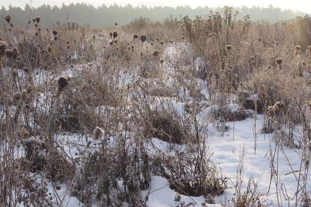 Der Winter kommt: Wie sogenannte Blhbrachen das Insektensterben in Baden-Wrttemberg verhindern