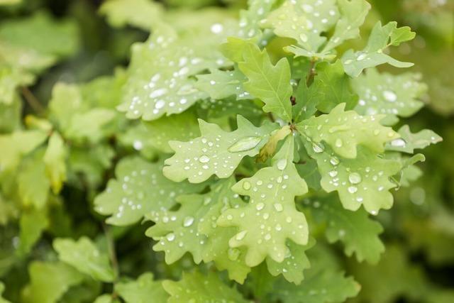 Btzinger Wald hatte 2025 eine Verschnaufpause, doch die Drren vergangener Jahre wirken nach