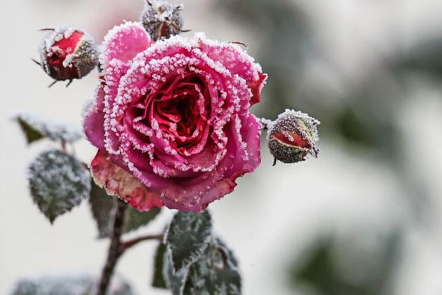 Fotos: Wintereinbruch sorgt fr magische Momente im Schnee