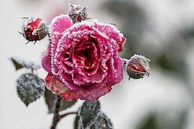 Wintereinbruch in Deutschland sorgt fr magische Momente im Schnee