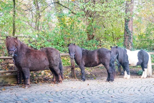 Im Basler Kinderzolli gibt es drei neue Shetland-Ponys