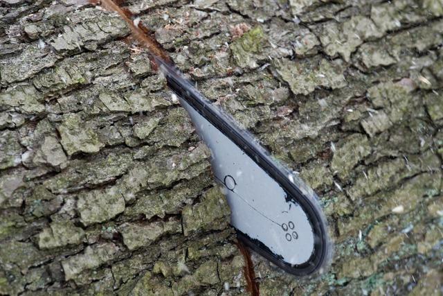 An vier Standorten im Freiburger Stadtgebiet werden im Dezember kranke Bume gefllt
