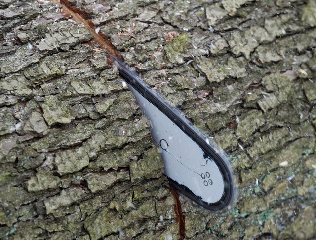 Im Dezember werden ein Dutzend Bume gefllt.  | Foto: Patrick Pleul