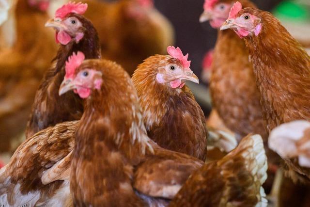 Polizei stoppt illegales Tten von Hhnern in Bad Sckingen