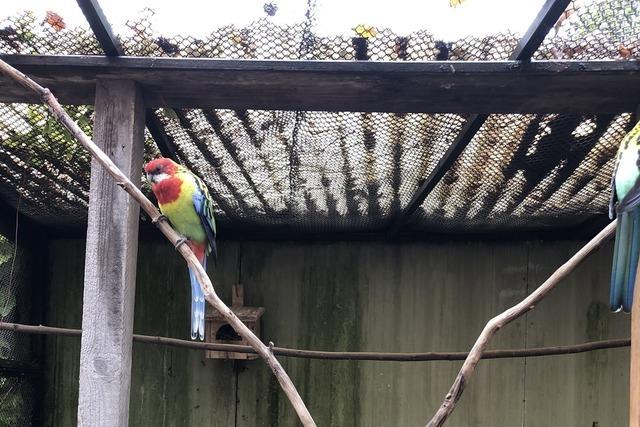 Hat die Vogelvoliere im Schopfheimer Stadtpark eine Zukunft?
