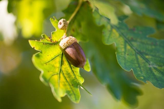 Begehrtes Saatgut: Mllheim lieferte 2024 einen Groteil der landesweiten Eichel-Ernte