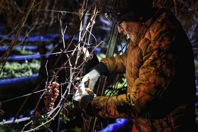 Es gibt mal wieder Eiswein aus Sdbaden